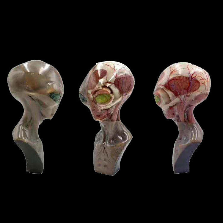 Hoge-resolutie Multicolor 3D-printerservice -- medische toepassingen met SLM-proces